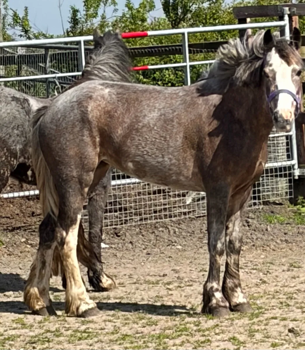 Full up 12.2hh mares 4 years old unbroken - Image 3