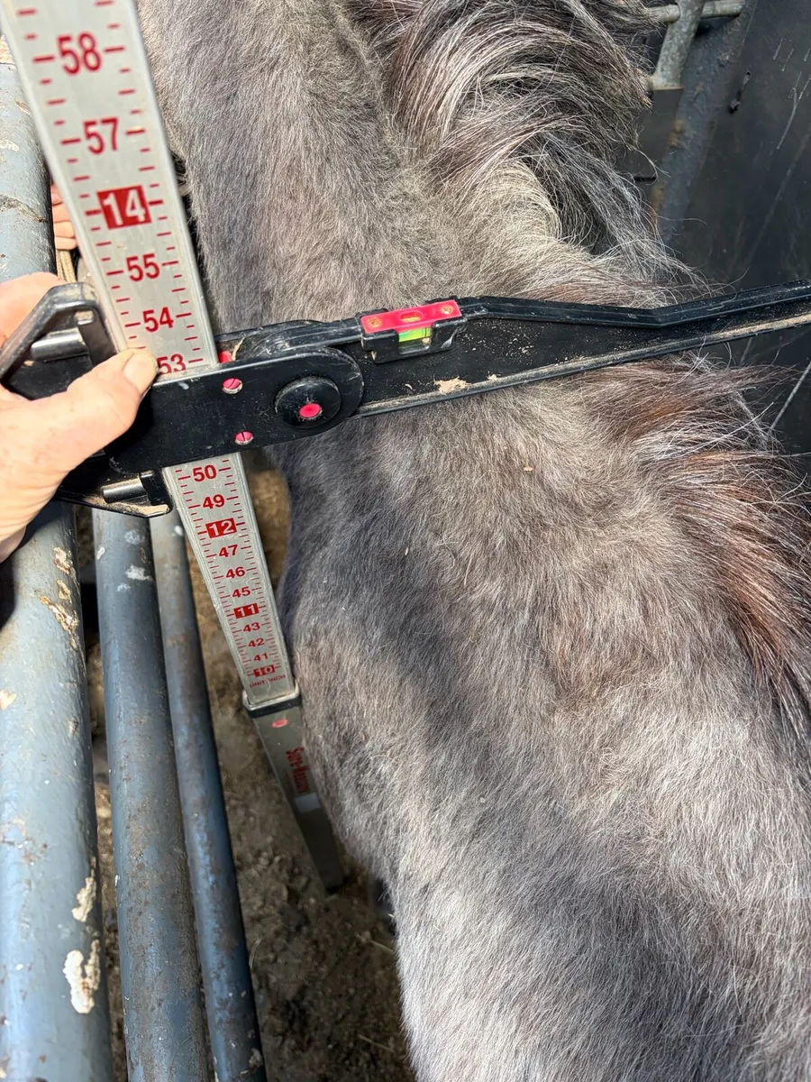 Full up 12.2hh mares 4 years old unbroken - Image 4