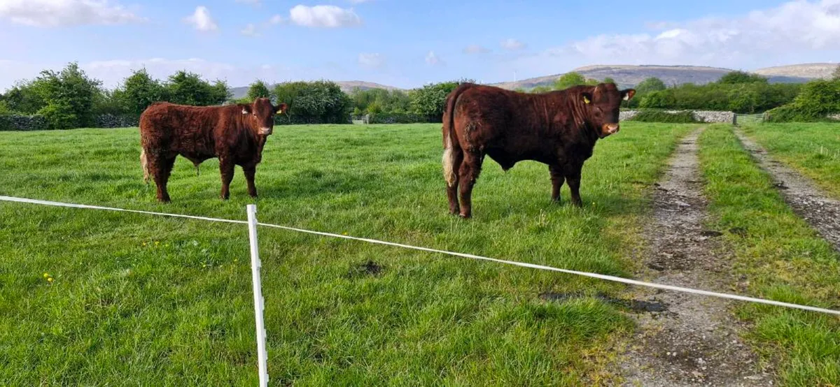 PBR Salers Bulls - Image 1