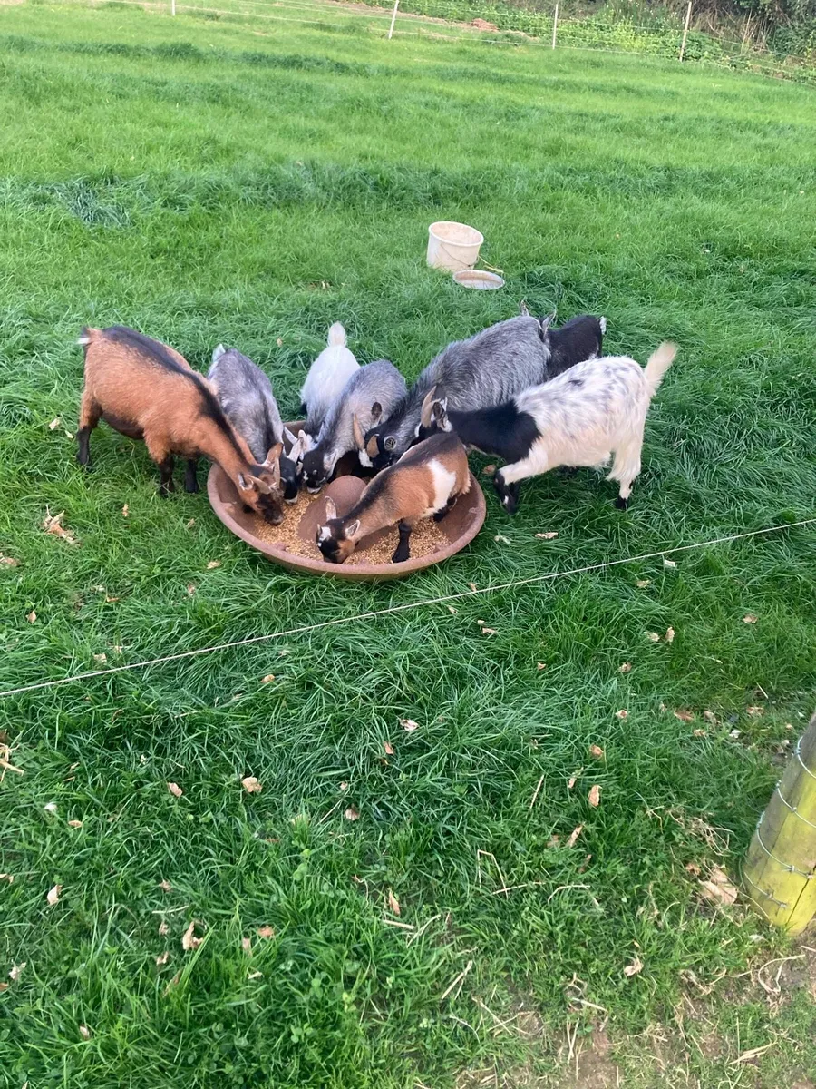 Goats - Image 1