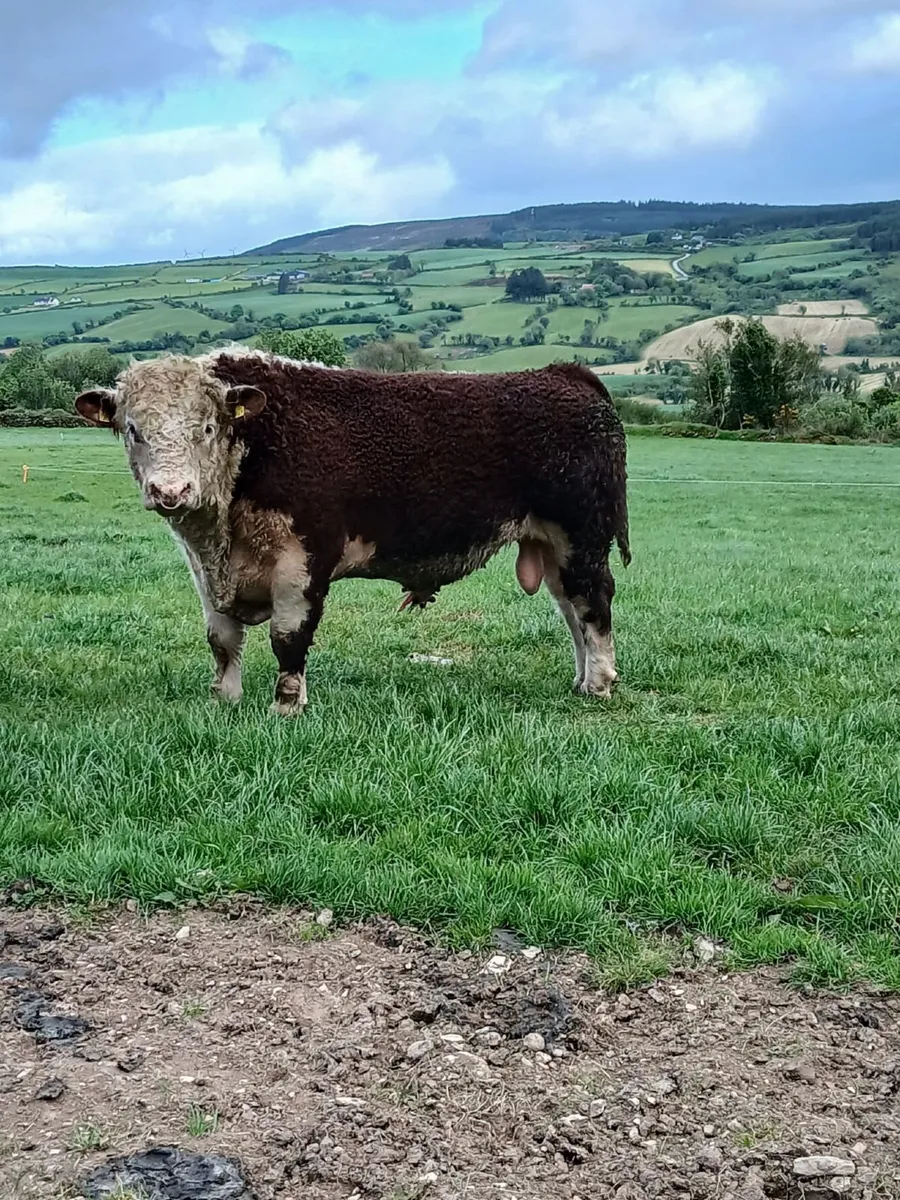 Hereford Bull - Image 2