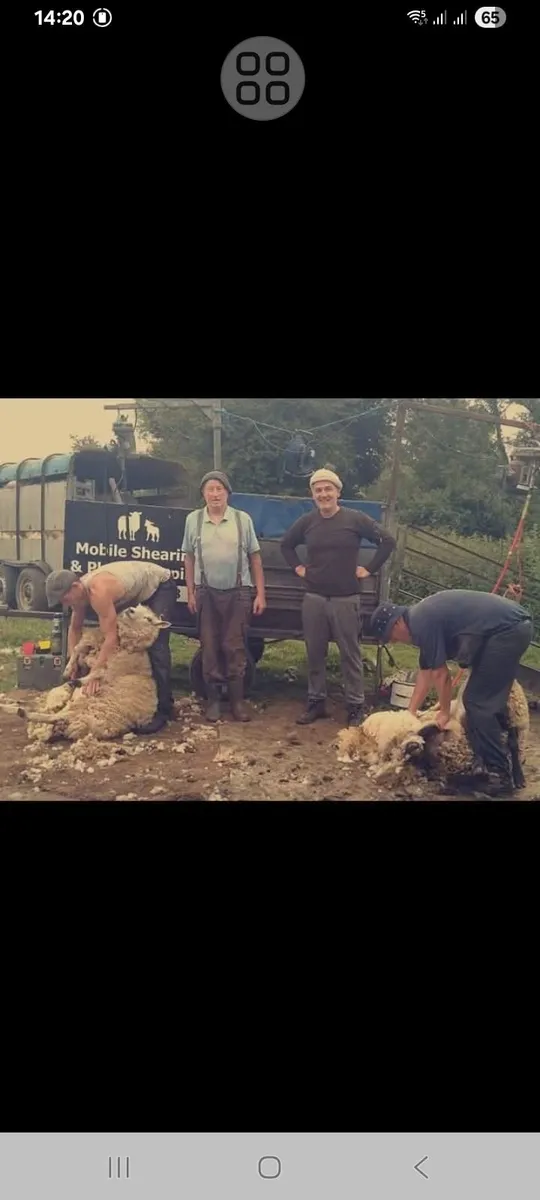 Sheep searing