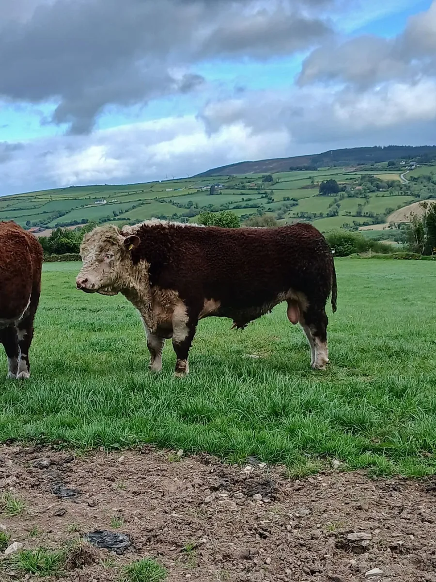 Hereford Bull - Image 3