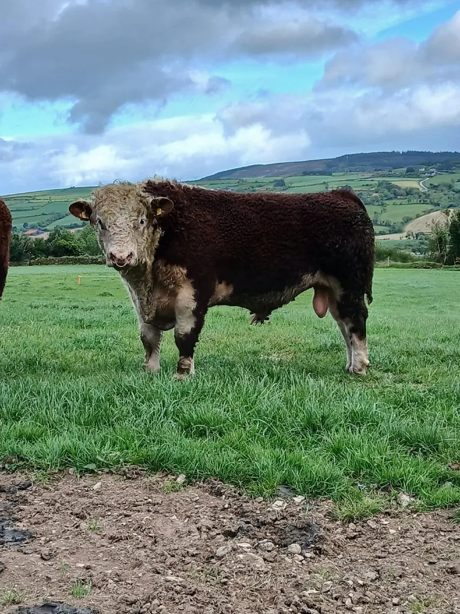 Hereford Bull - Image 1