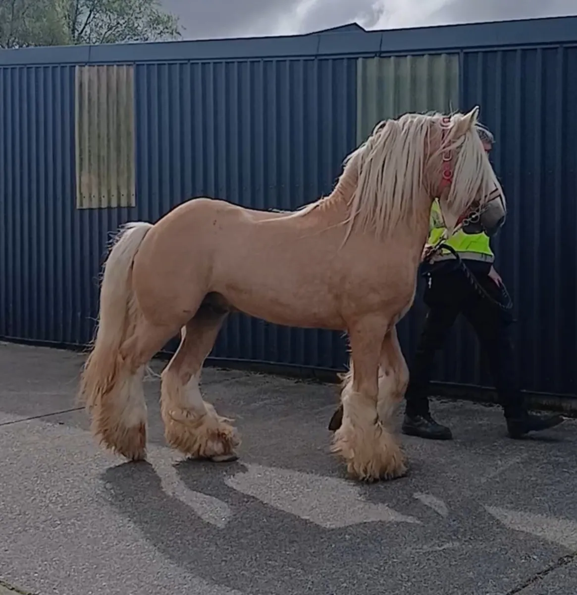 Golden Hill Irish Cob Stallion at Stud - Image 2