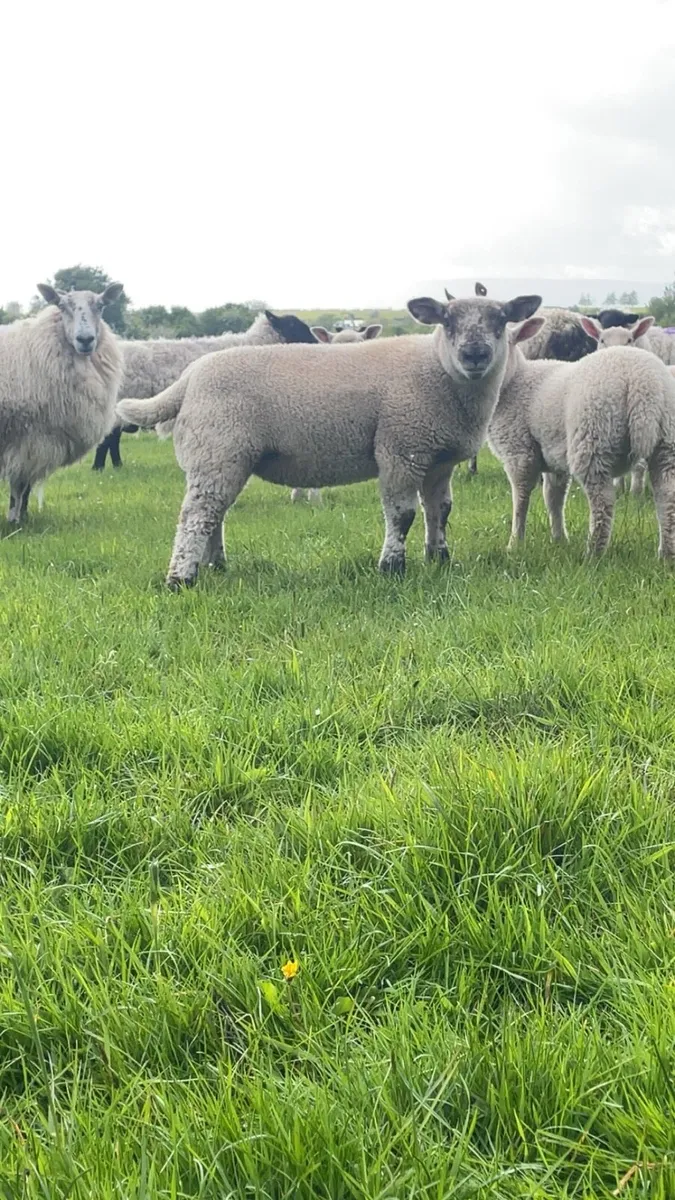 Pedigree texel ewe and sufftex ewe lamb - Image 1