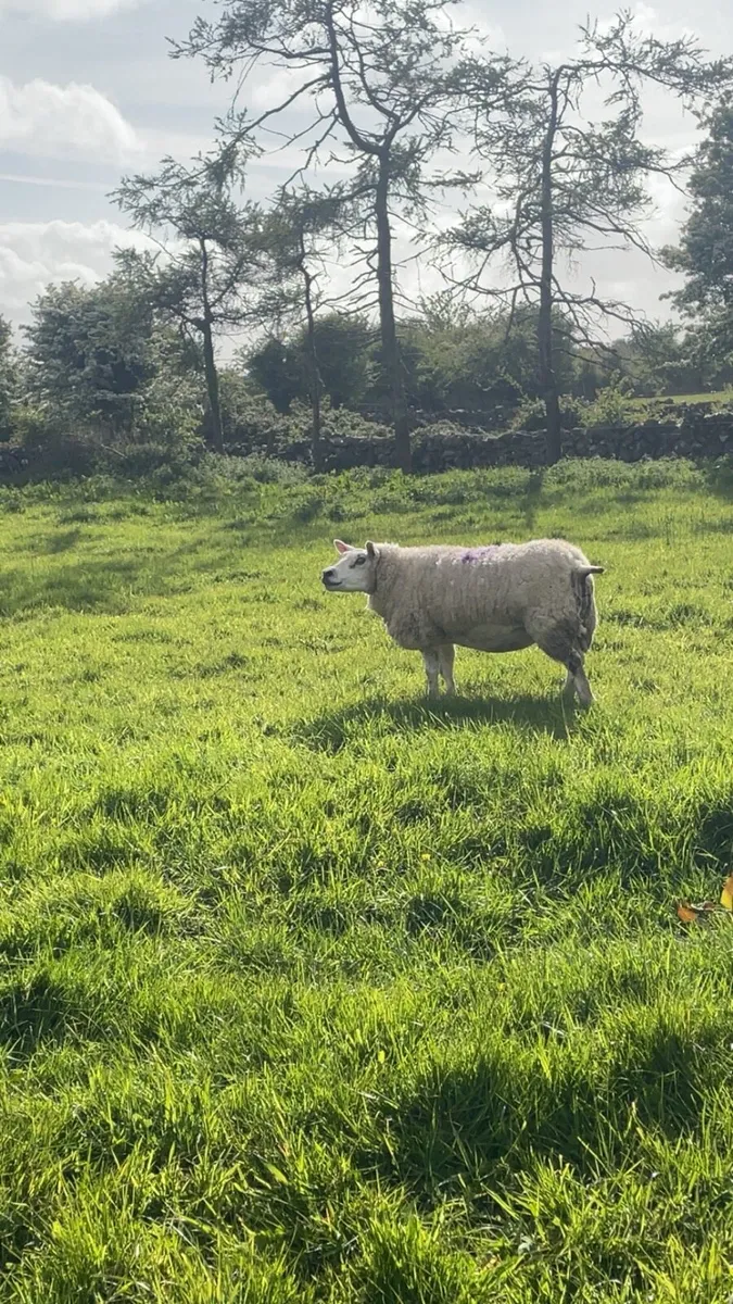 Pedigree texel ewe and sufftex ewe lamb - Image 2