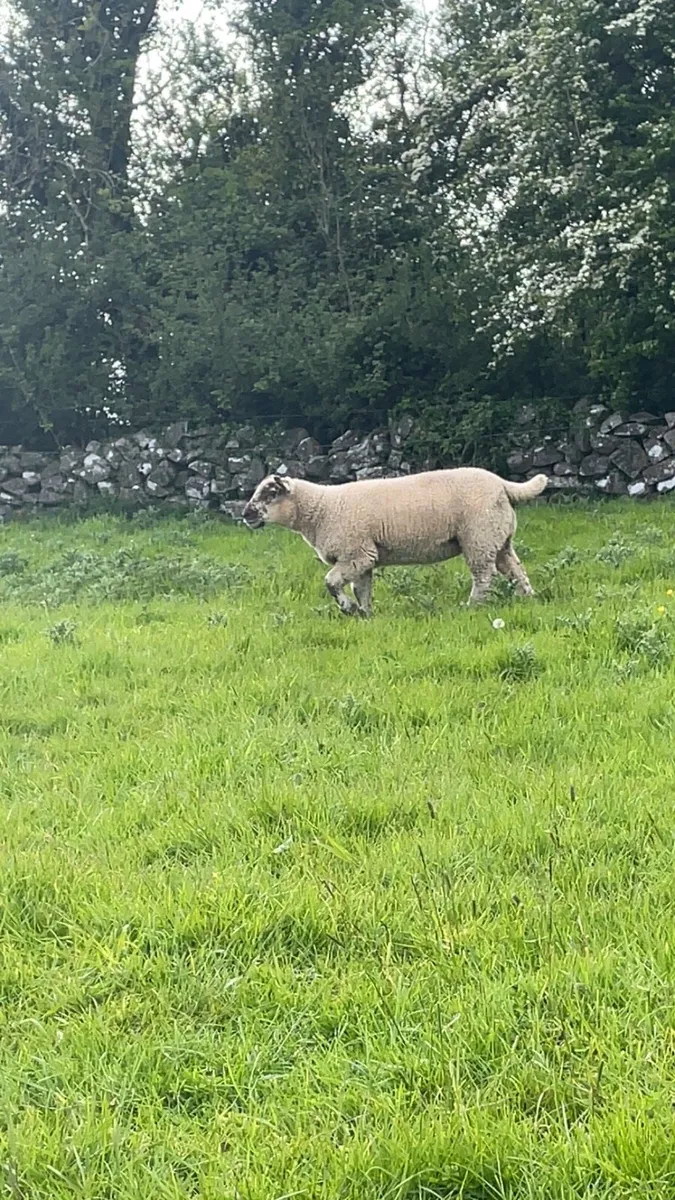 Pedigree texel ewe and sufftex ewe lamb - Image 3