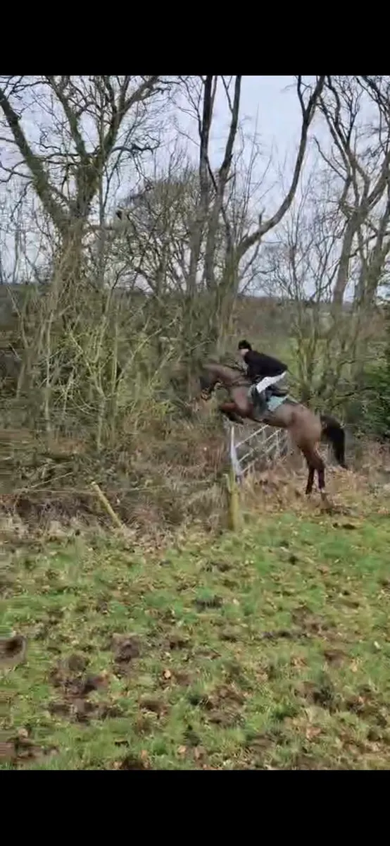 4YEAR old vivant Gelding , straight forward + easy - Image 2
