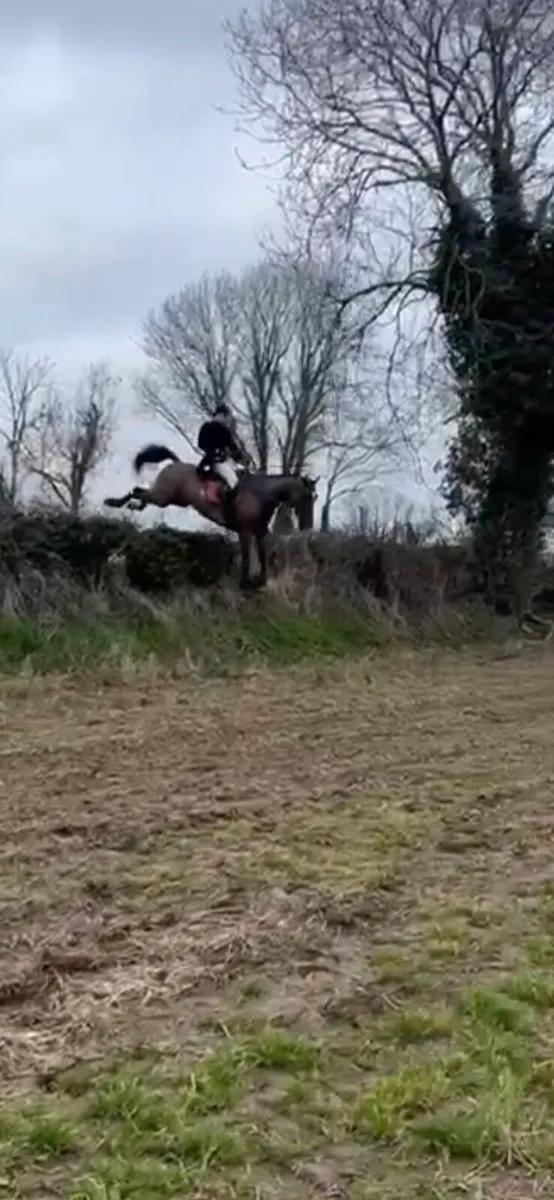 4YEAR old vivant Gelding , straight forward + easy - Image 3