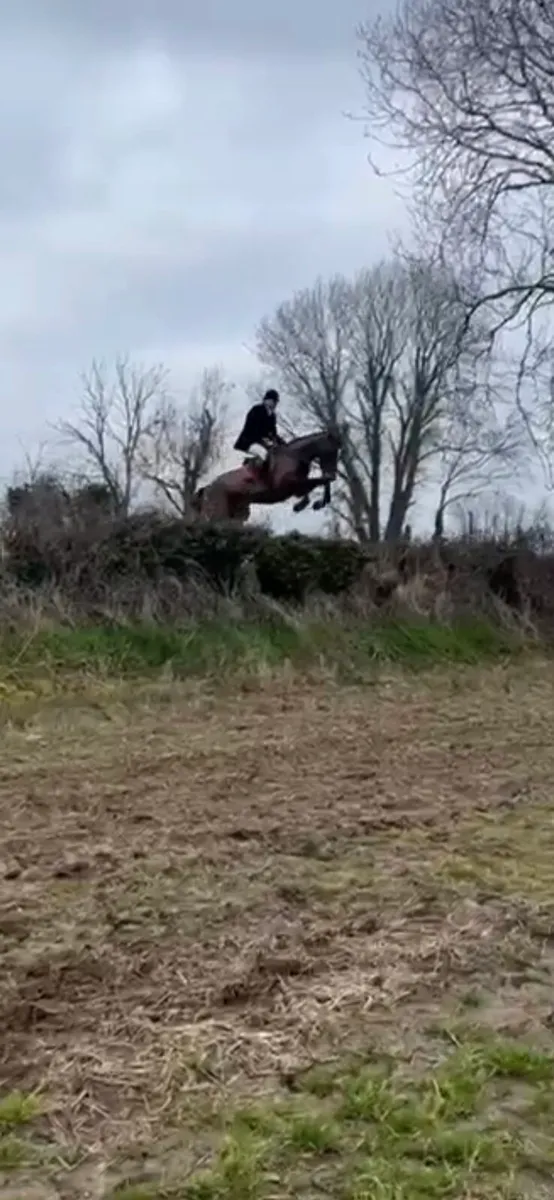 4YEAR old vivant Gelding , straight forward + easy - Image 1