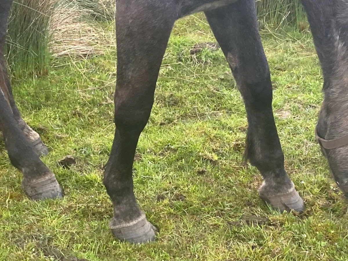 3 Year Old Registered Irish Draught Filly - Image 4