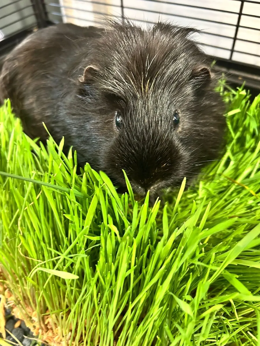 Guinea Pig - Image 1
