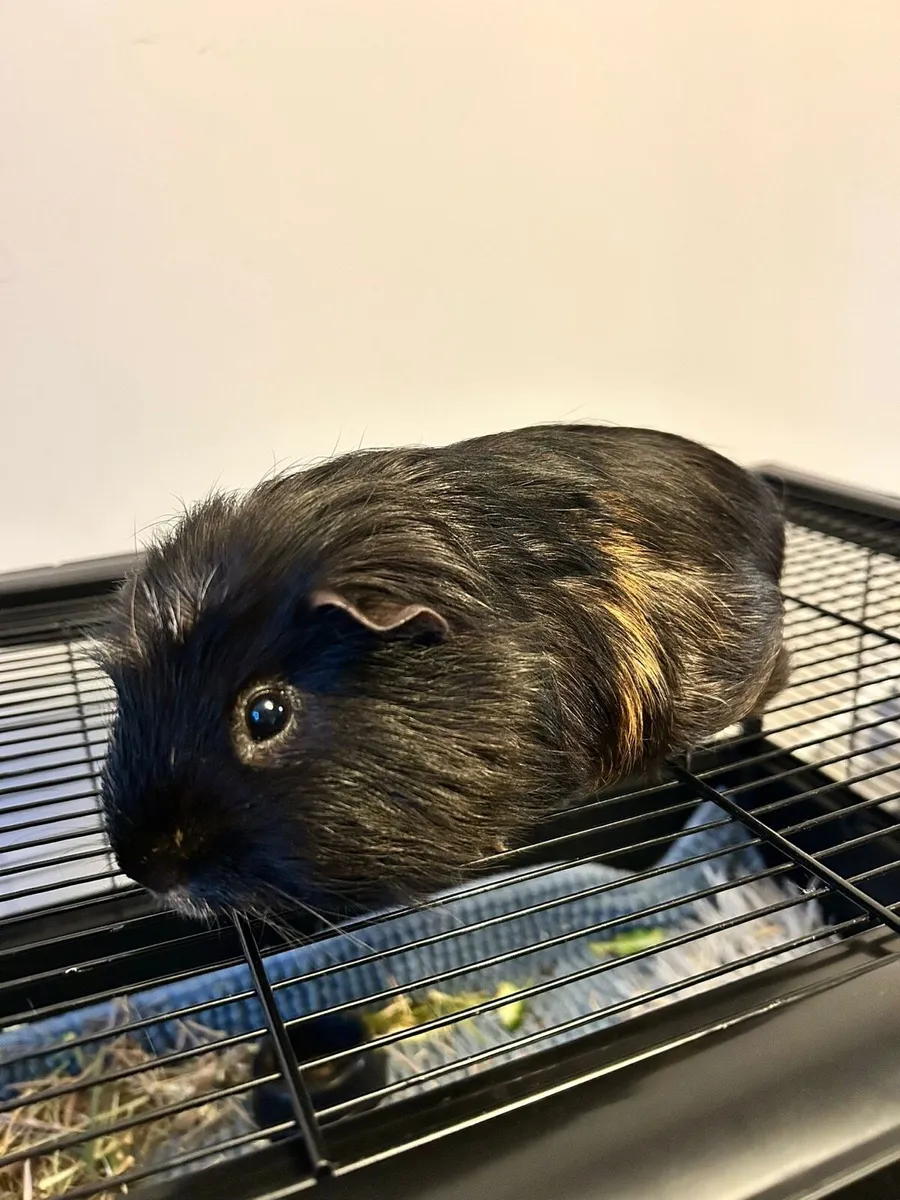 Guinea Pig - Image 3