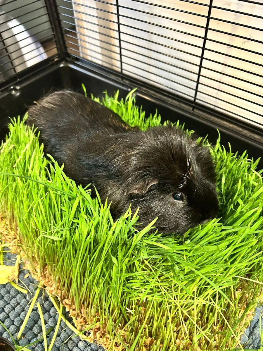 Guinea Pig - Image 2