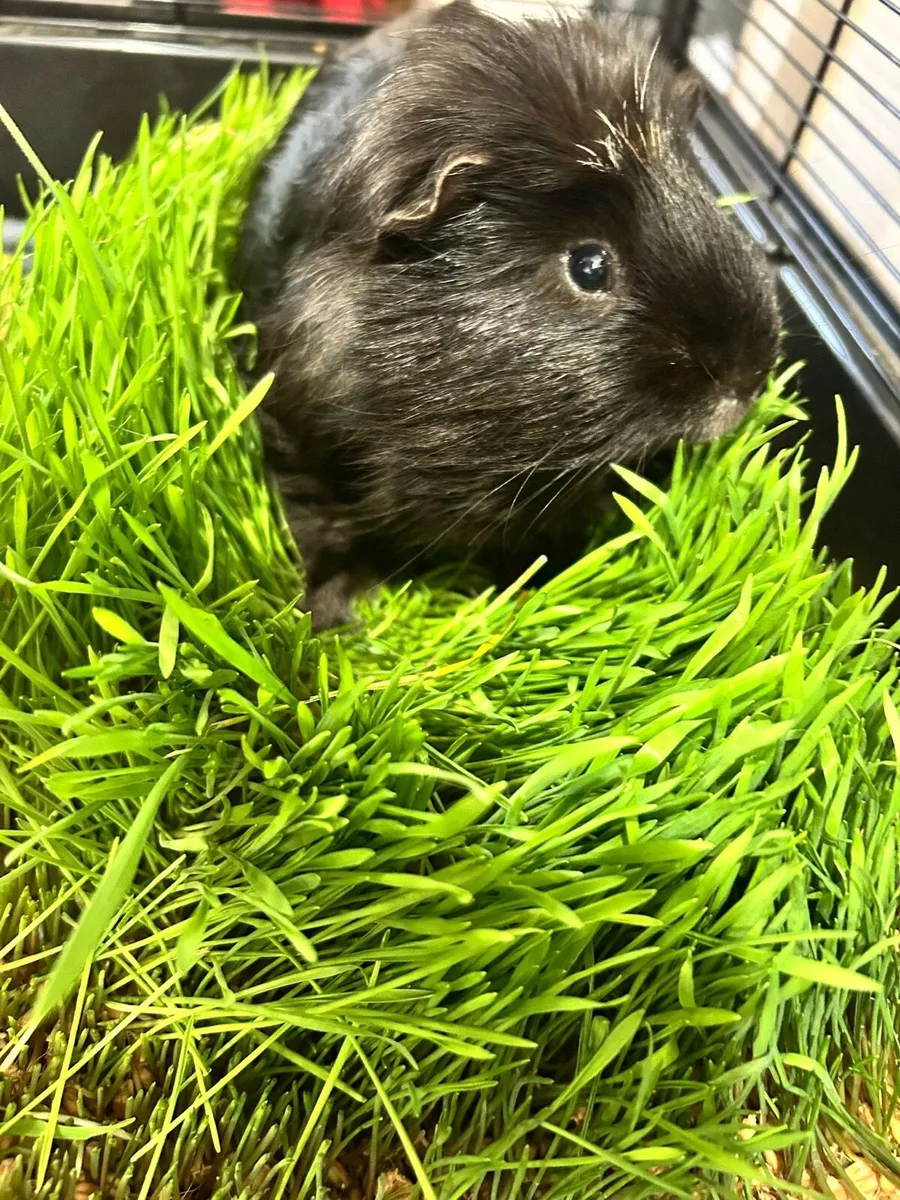 Guinea Pig - Image 4