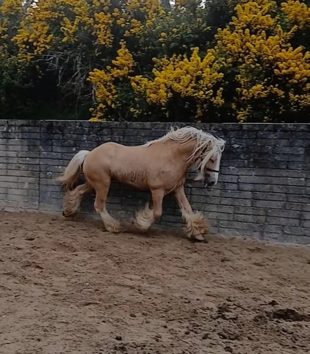 Golden Hill Irish Cob Stallion at Stud - Image 4