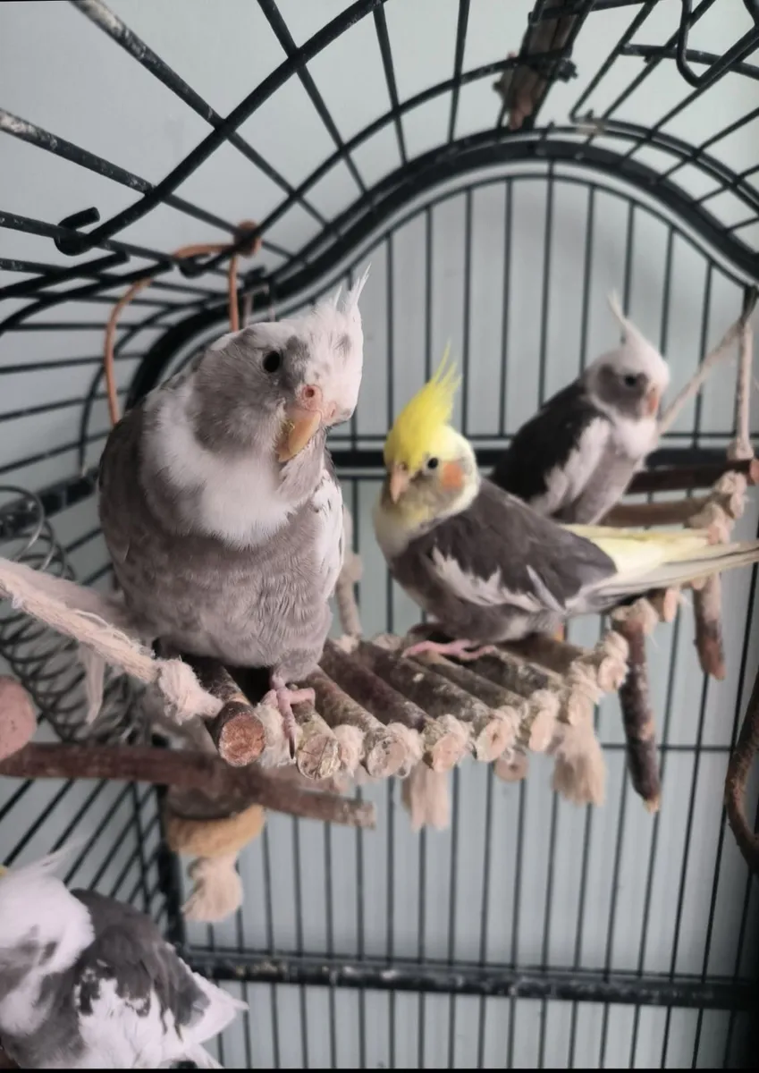Cockatiels - Image 1