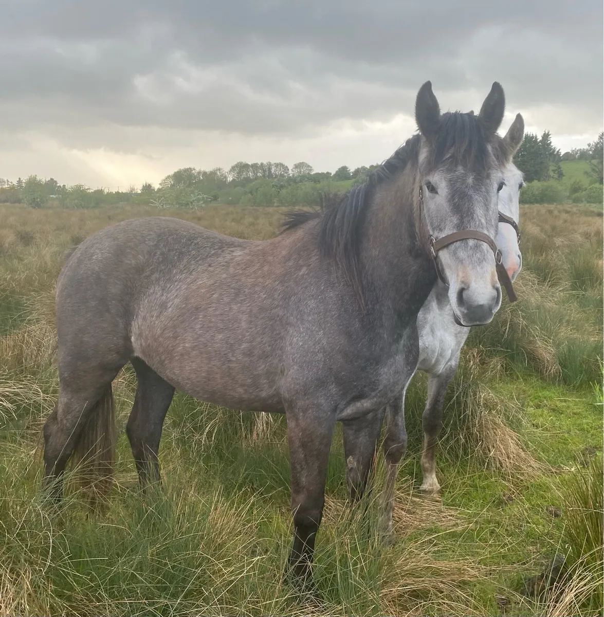 3 Year Old Registered Irish Draught Filly - Image 3