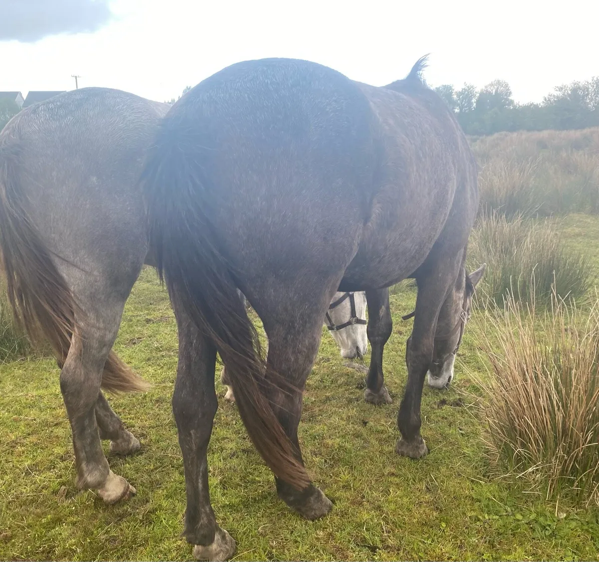 3 Year Old Registered Irish Draught Filly - Image 1