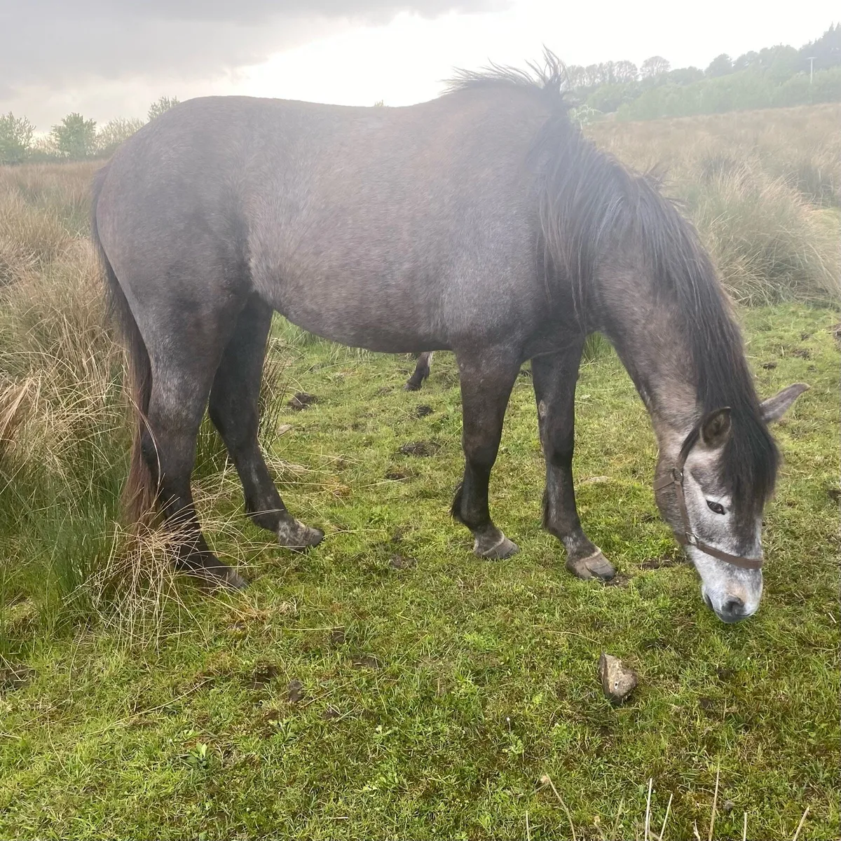 3 Year Old Registered Irish Draught Filly - Image 2