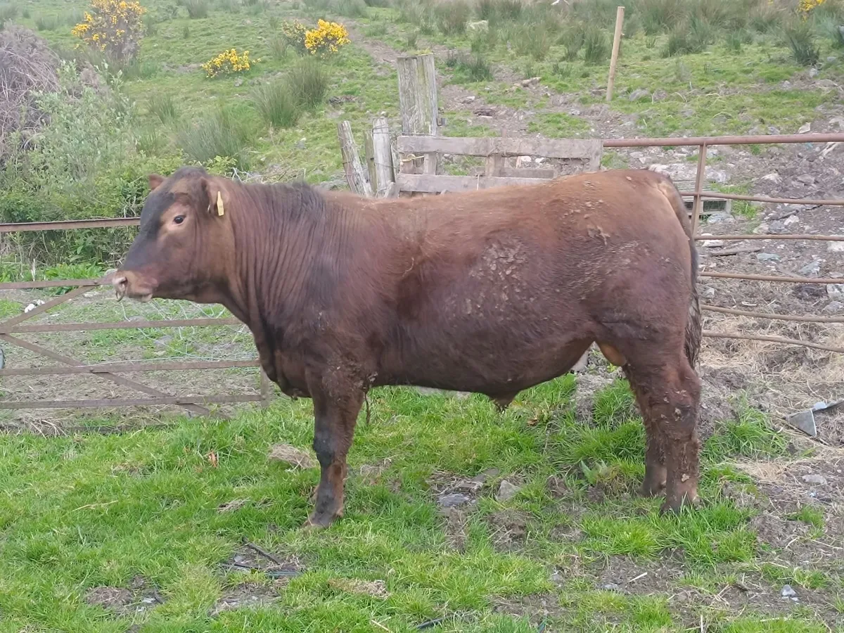 Pedigree red Angus for heifers - Image 1
