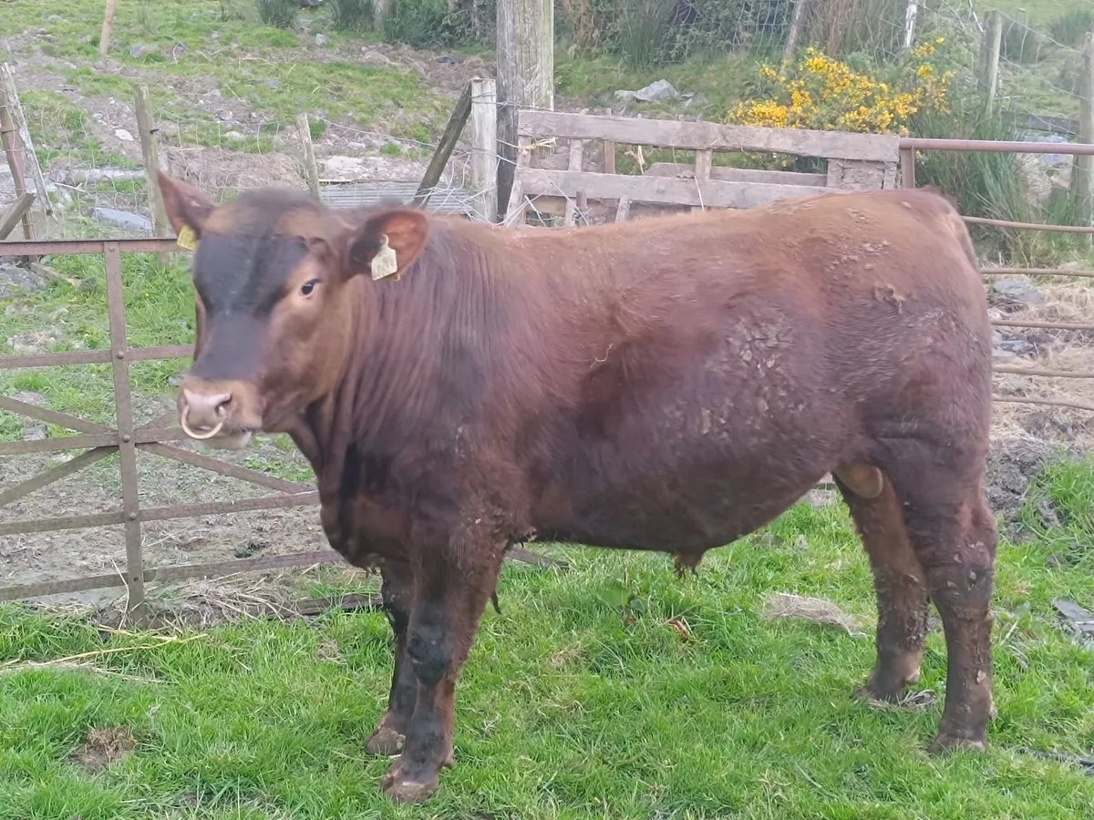 Pedigree red Angus for heifers - Image 4