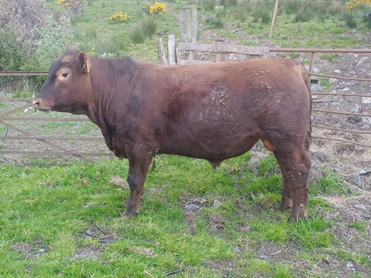 Pedigree red Angus for heifers - Image 2