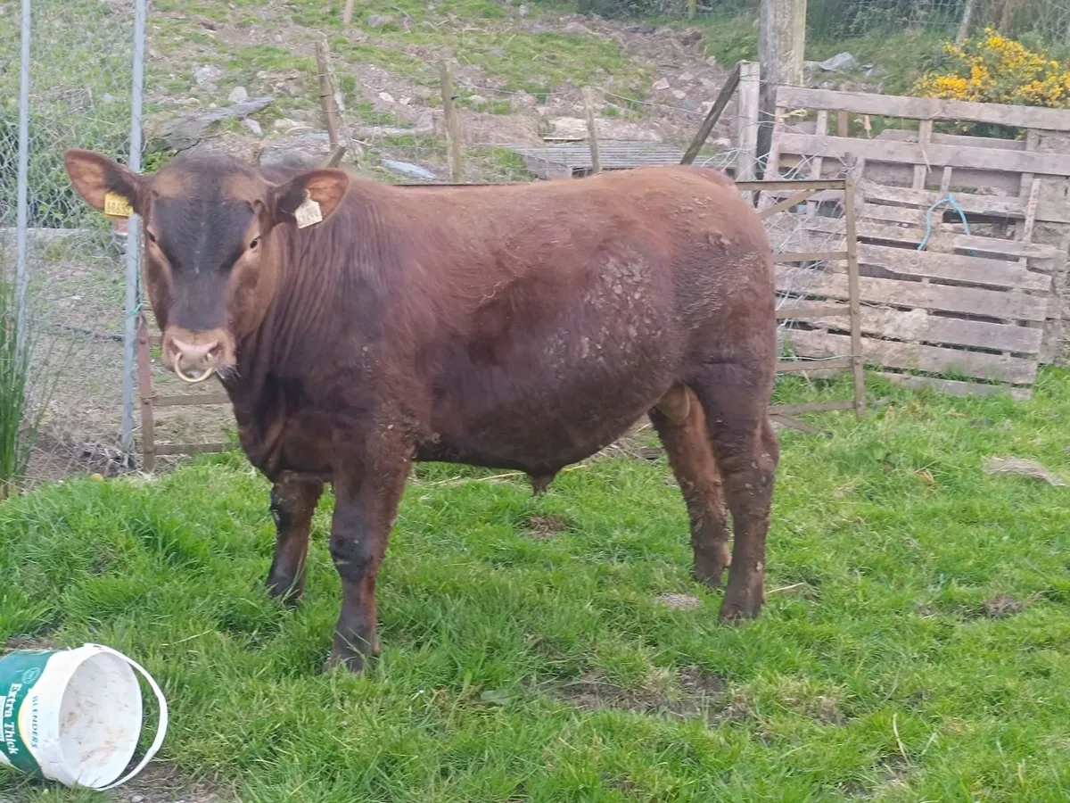 Pedigree red Angus for heifers - Image 3