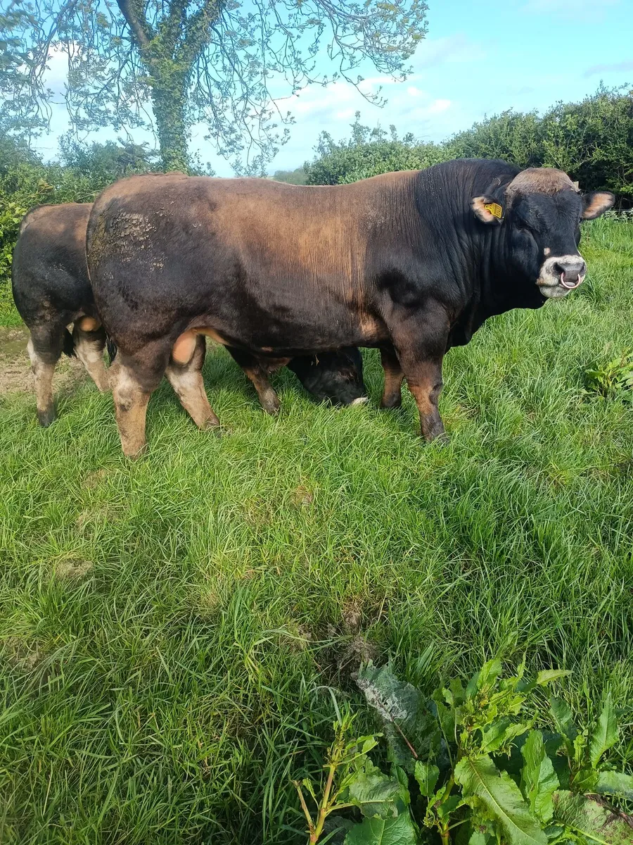 Aubrac bulls - Image 1