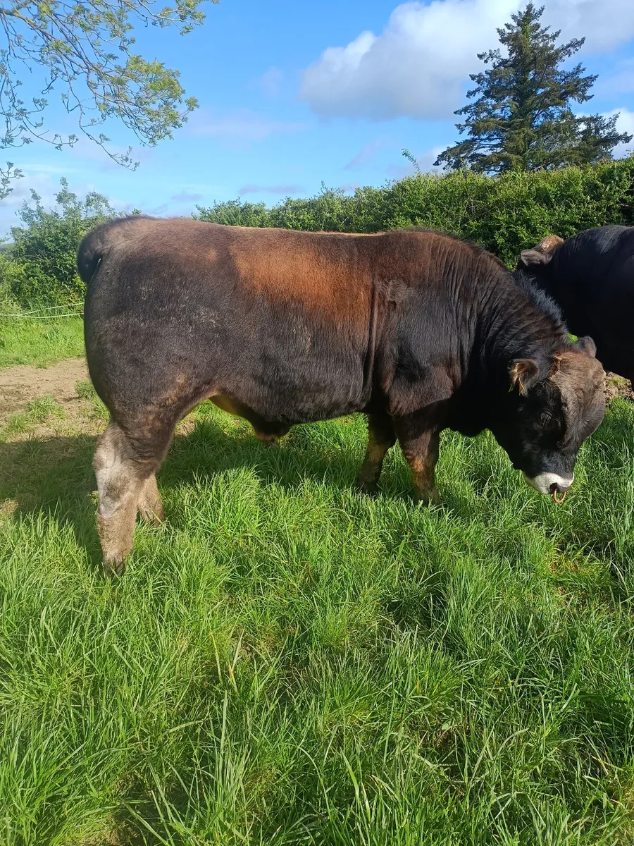 Aubrac bulls - Image 2