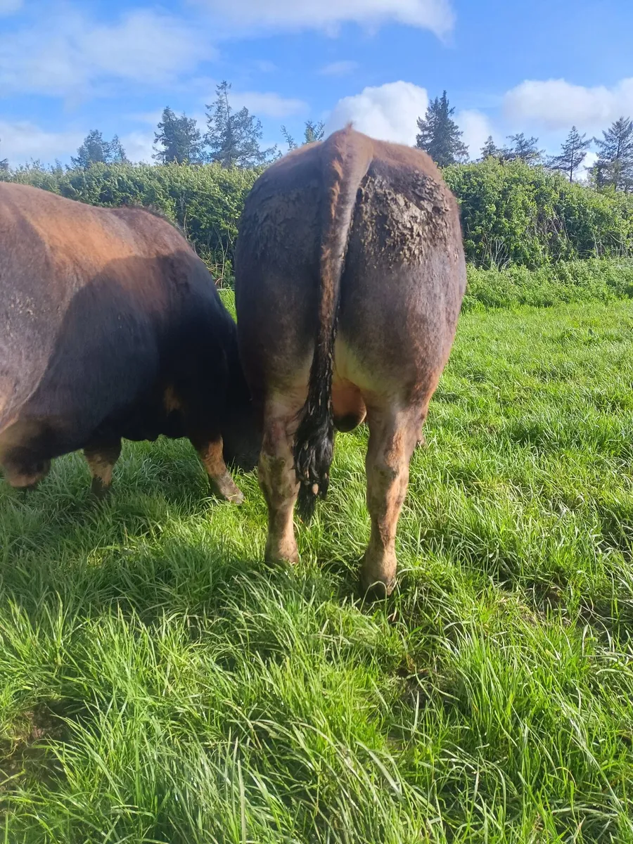 Aubrac bulls - Image 3