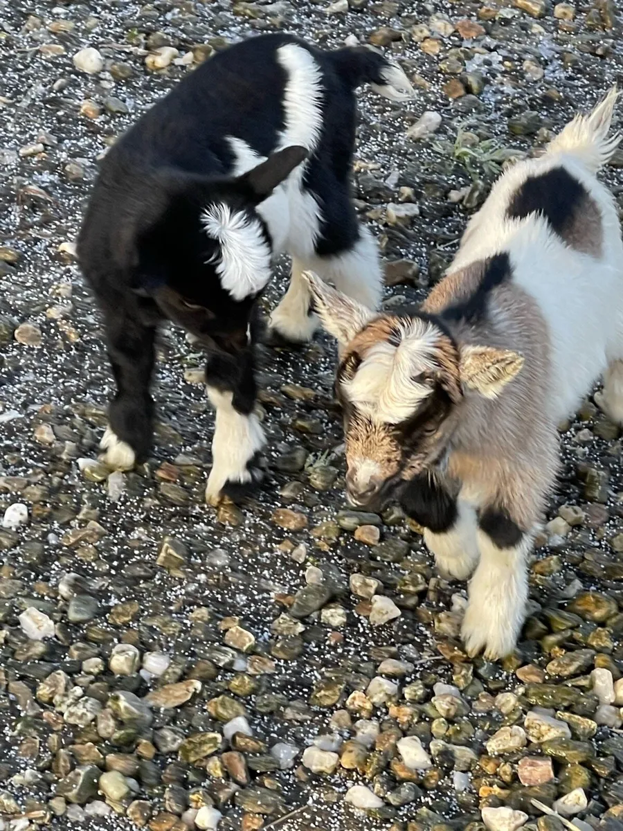 Pigmy Goats X5 - Image 4