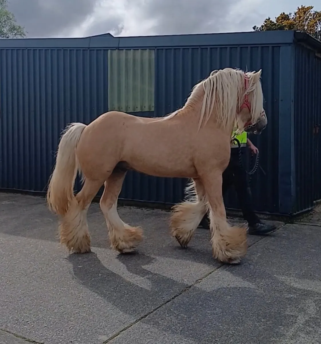 Golden Hill Irish Cob Stallion at Stud - Image 1