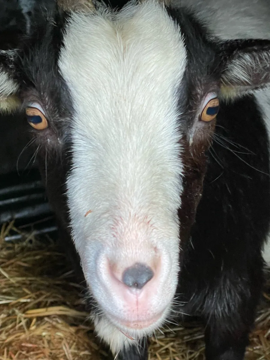 Pigmy Goats X5 - Image 2