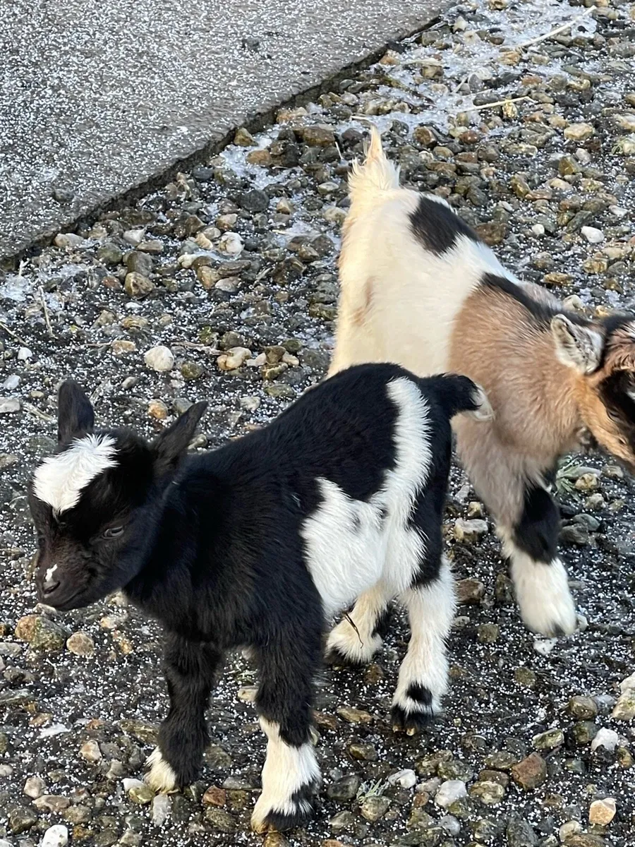 Pigmy Goats X5 - Image 1