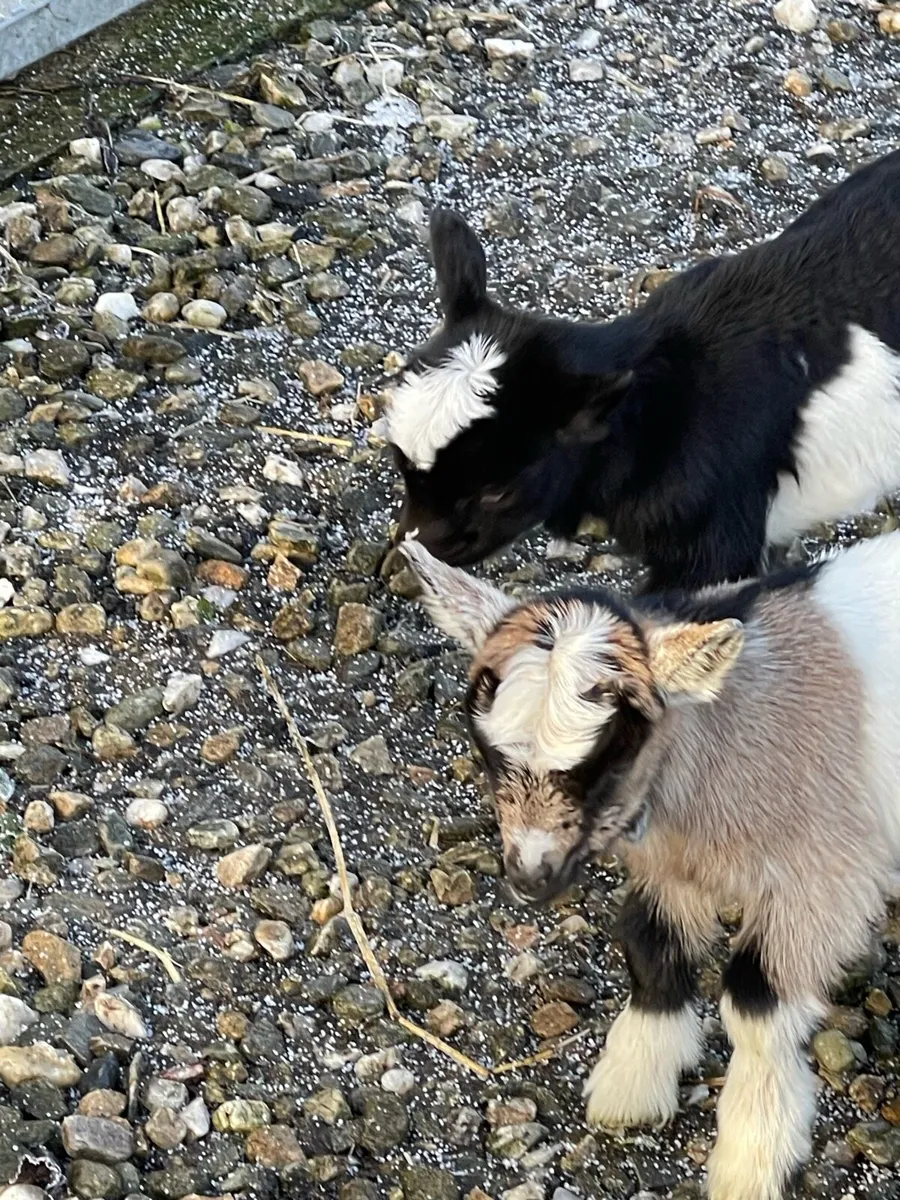 Pigmy Goats X5 - Image 3