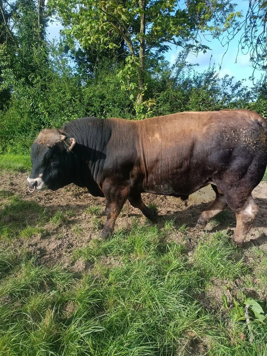 Aubrac bulls - Image 4