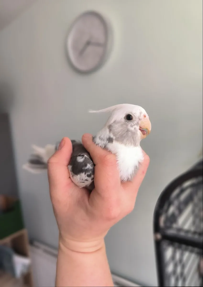 Cockatiels - Image 2