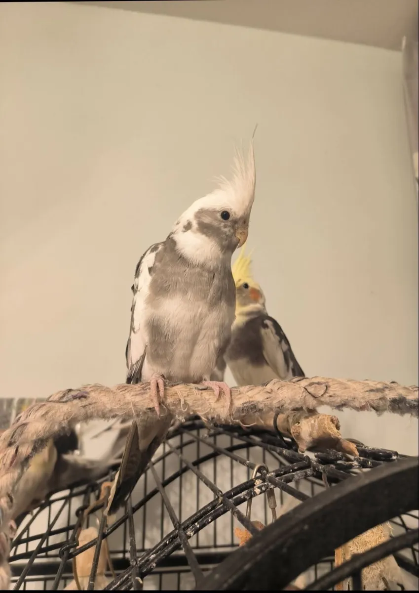 Cockatiels - Image 4
