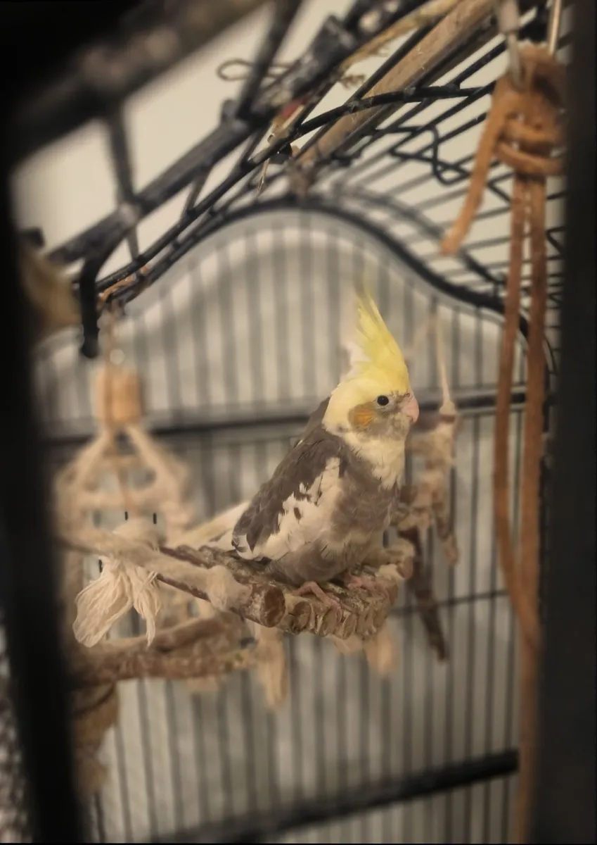 Cockatiels - Image 3