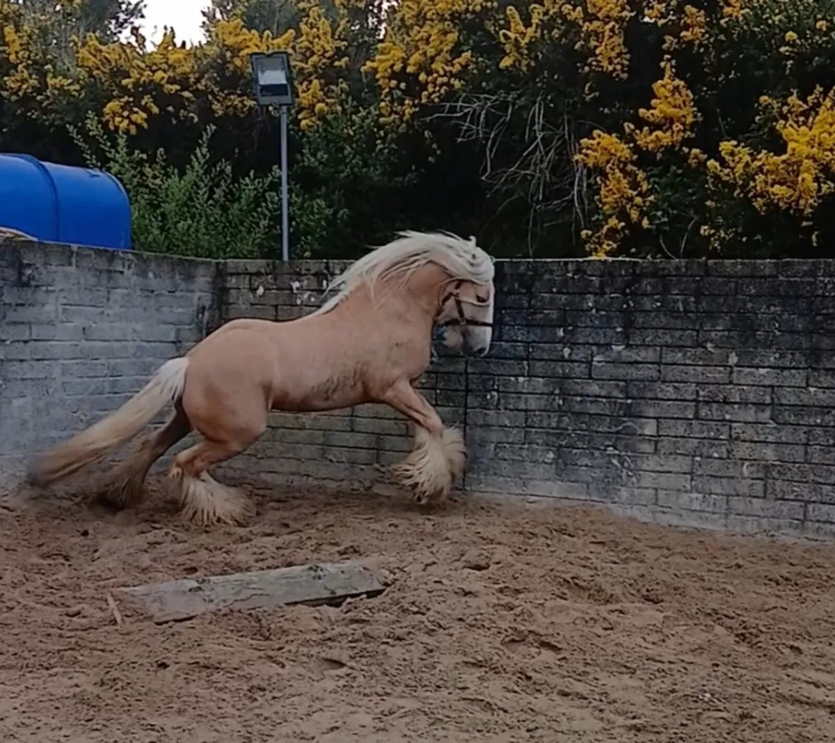 Golden Hill Irish Cob Stallion at Stud - Image 3