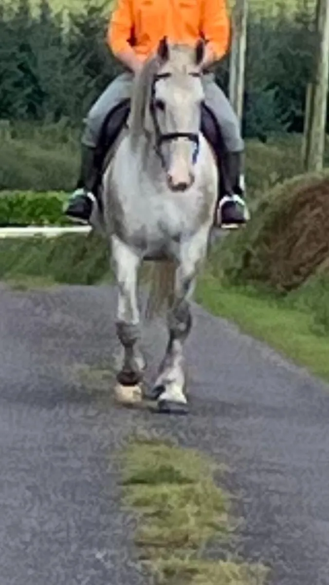 Mare - Image 2