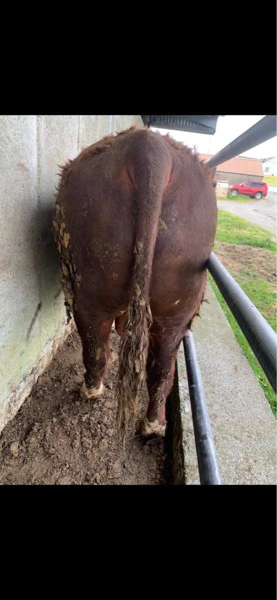 Herford bulls for sale - Image 1
