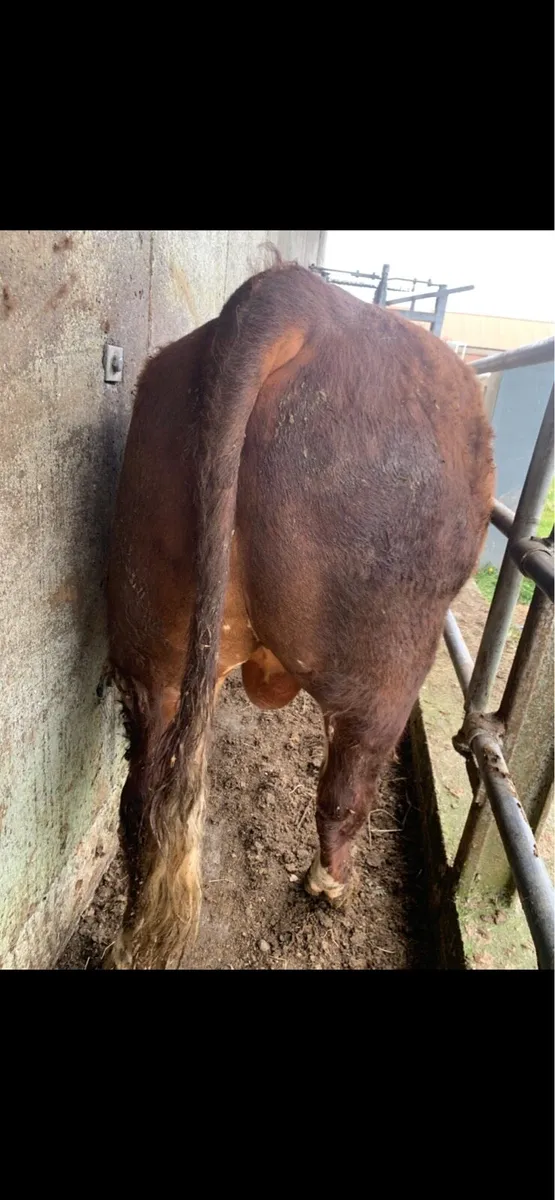 Herford bulls for sale - Image 2