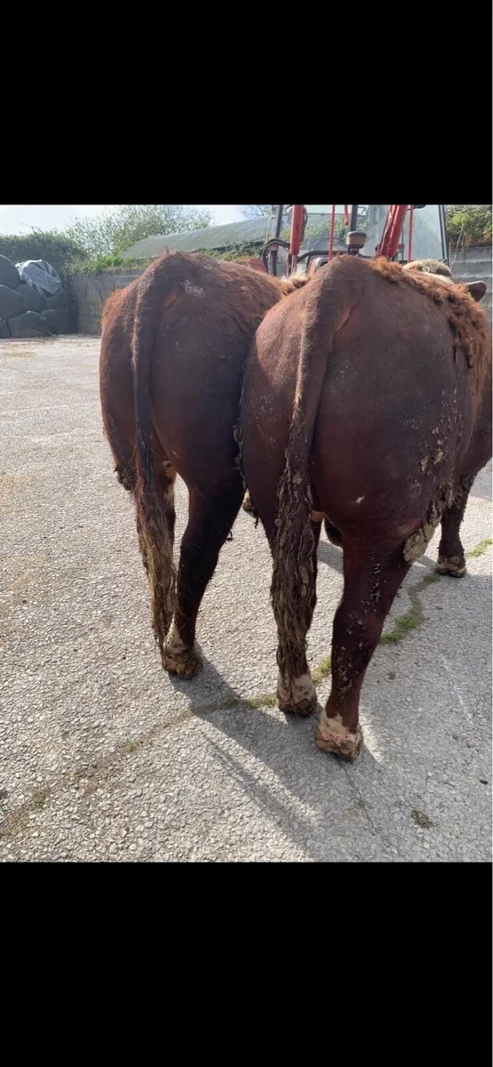 Herford bulls for sale - Image 3