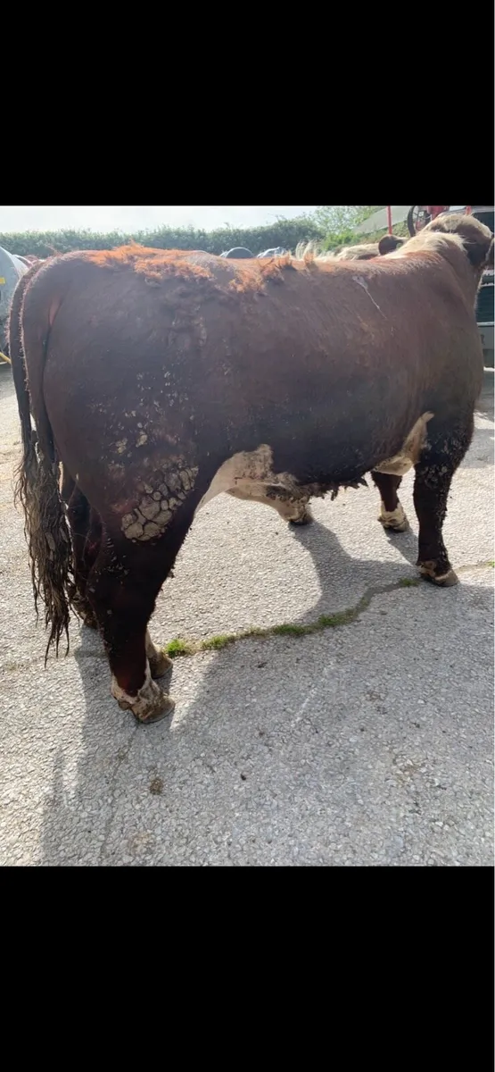 Herford bulls for sale - Image 4