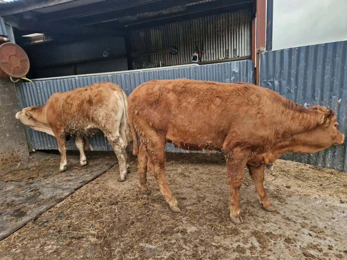 Breeding Heifer 5 star - Image 2
