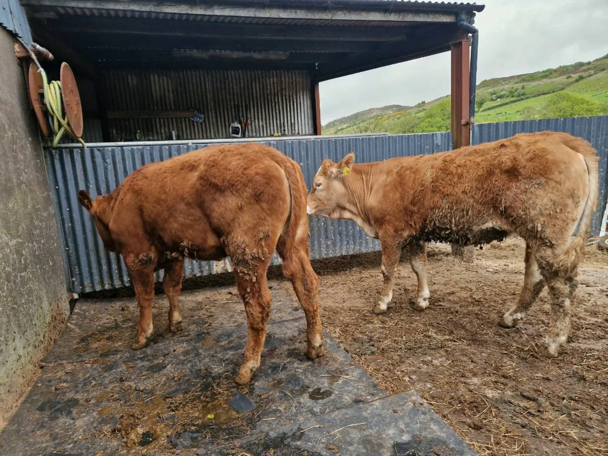Breeding Heifer 5 star - Image 3