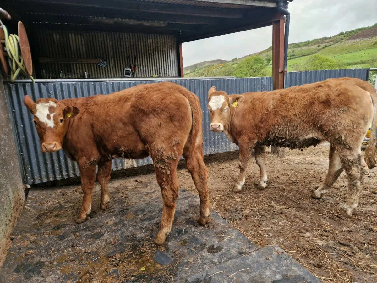 Breeding Heifer 5 star - Image 1
